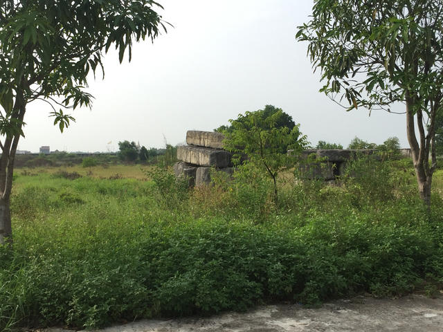 Cỏ dại mọc um tùm