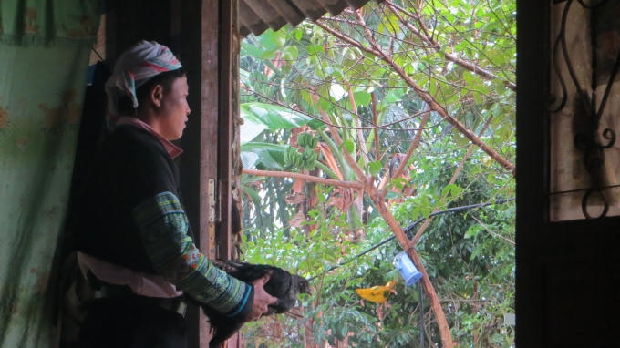 G&agrave; được đem c&uacute;ng sống.