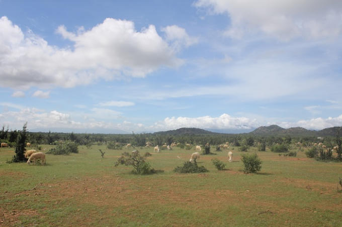 Cảm giác được trở thành người dân du mục khi đặt chân đến cánh đồng cừu.Với phong cảnh núi non  trùng điệp, hồ nước thơ mộng hòa trong nhữngđồng cỏ xanh mơn mởn, đồng cừu An Hòa lôi cuốn và mê  hoặc bất kì lữ khách nào khi ghé thăm.