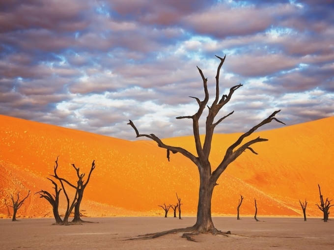 Những trảng cát đỏ rực và cây khô khẳng khiu khiến Namibia có cảnh tượng như trên sao Hỏa tại công viên Namib Naukluft, Namibia.
