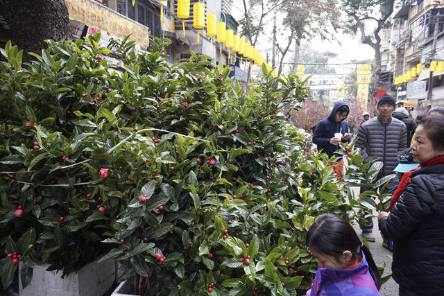 Hoa hải đường được bán theo cành, giá trung bình 70 nghìn đồng.