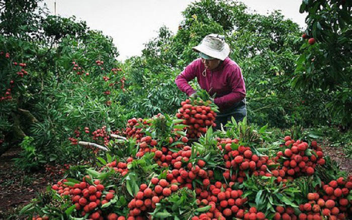 Bắc Giang đang đẩy mạnh xúc tiến thương mại cho vải thiều (Ảnh: baobacgiang.vn)