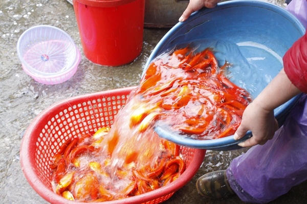 Ảnh: Như Trường.