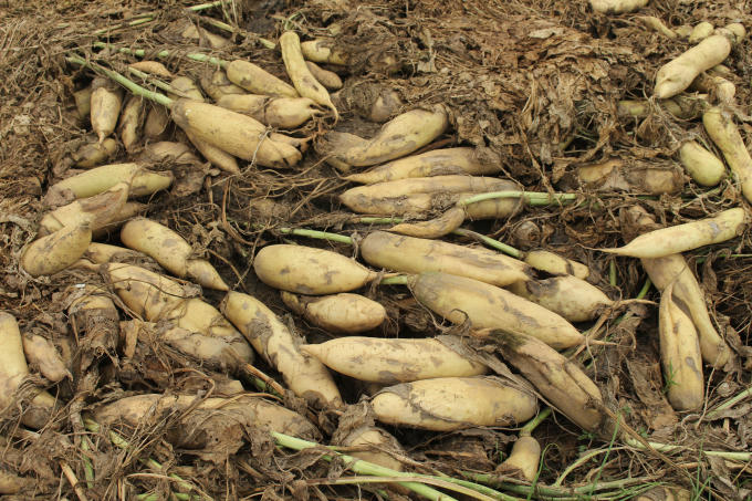Ông Mạnh (60 tuổi), vẻ mặt buồn rầu: “Trồng cây, chăm bón thì vất vả, bỏ đi rất tiếc, nhưng cũng đành bất lực."