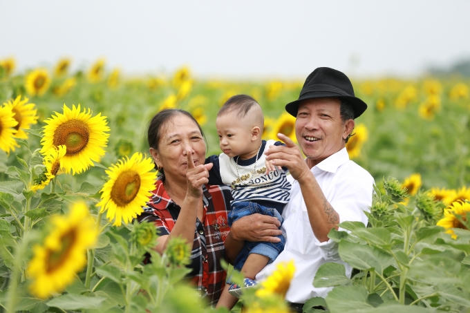 Cánh đồng hoa hướng dương không chỉ hấp dẫn người trẻ mà còn có sức hút với những người lớn tuổi.