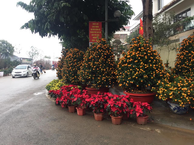 Chợ hoa Xuân Tân Sửu 2021 của thành phố biên giới Lào Cai tổ chức từ ngày rằm tháng Chạp tới ngày 30 Tết là nơi hội tụ nhiều loài hoa Tết rất đẹp đang thu hút đông đảo khách hàng xa gần tới thăm quan, mua sắm