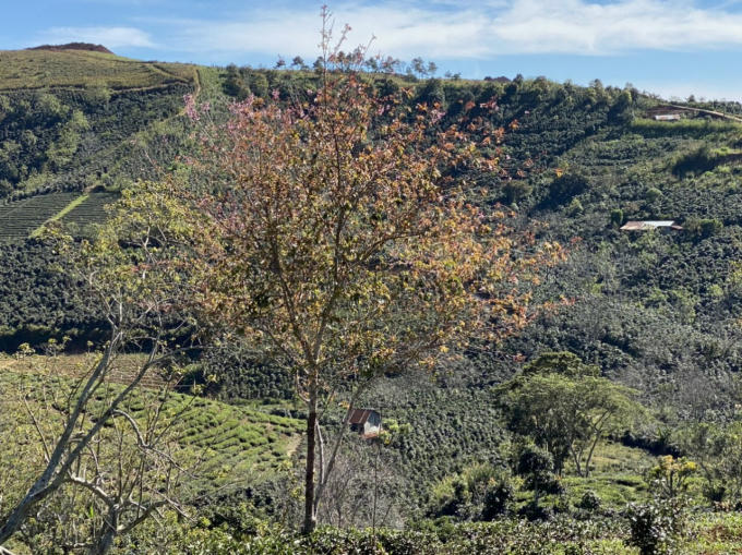 Về nguồn gốc Mai Anh Đào. Một số ý kiến cho rằng đây là loài cây bản địa từng tồn tại ở Đà Lạt cách đây nhiều năm, phân bố rất nhiều tạo thành một rừng hoa ở khu vực gần thác Cam Ly. Sau đó được người dân mang về các tuyến phố trung tâm của Đà Lạt trồng xung quanh nhà làm cảnh.