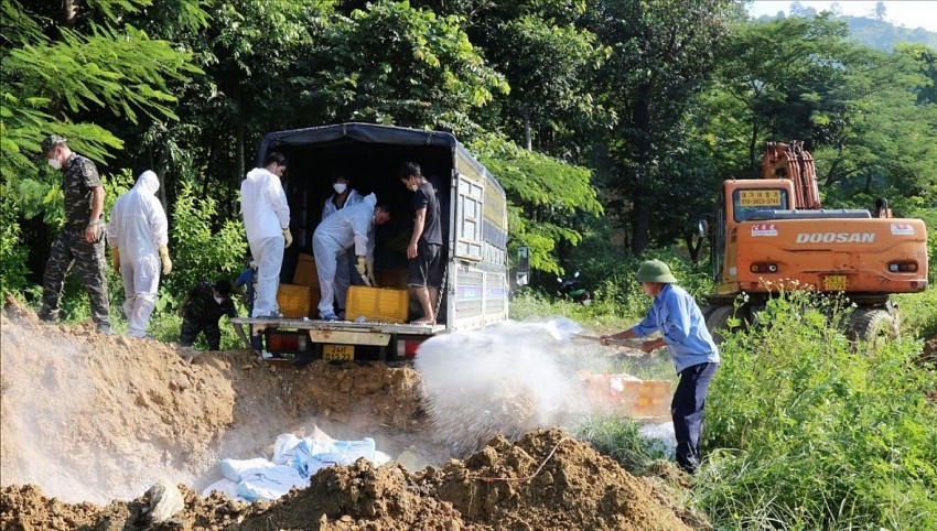 Việc tiêu hủy được thực hiện dưới sự giám sát chặt chẽ của các lực lượng chức năng. (Ảnh: BLC).