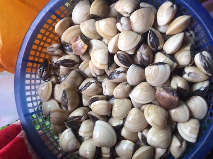 Ốc hương, ốc nhảy.... cùng nhiều loại hải sản khác