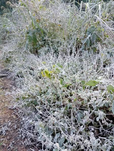 Lớp băng mỏng xuất hiện - Ảnh CTV.