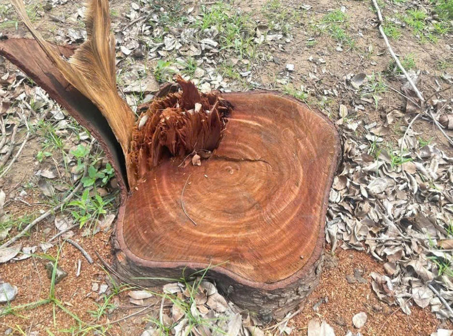 Nhiều cây gỗ lớn có đường kính 60-70 cm bị cưa đem bán. Ảnh: Hà Chính