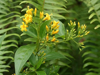 10 loại c&acirc;y cực độc trồng quanh nh&agrave; c&oacute; thể giết người trong nh&aacute;y mắt