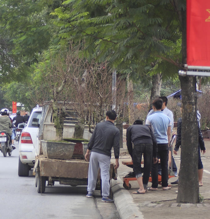 Những gốc đào thế được chở đi rầm rập.