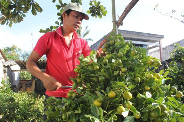 Để có cây cảnh hình hay cảnh thú sẽ tốn từ 15 đến 40 cây quất.