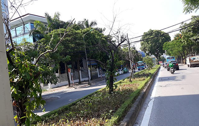 Hà Nội: Hàng loạt gốc đào cổ chết khô trên đường Lạc Long Quân