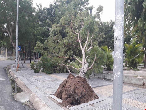 Một cây bật gốc tại khu vực trung tâm. Ảnh: C.Th