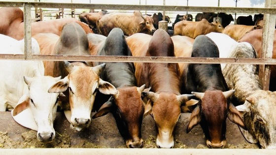 Nuôi bò vỗ béo có hiệu quả kinh tế gấp 3 lần so với mô hình nuôi bò đẻ.