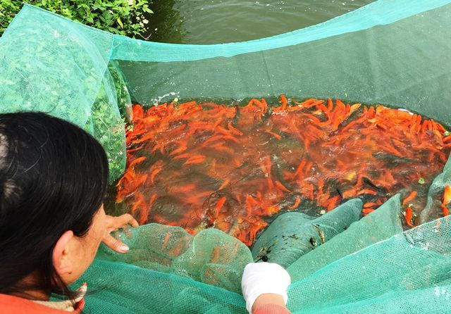 Ở làng Tân Cổ hầu hết gia đình nào cũng có ao, nhà ít cũng có một ao, nhiều tới 3-4 cái ao nuôi cá giống, đặc biệt là cá ông Công, ông Táo. Làng Tân Cổ có khoảng 80% hộ làm nghề truyền thống này.