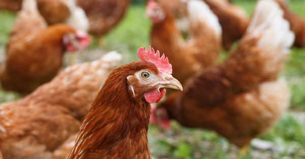 Virus H5N1 độc lực cao được phát hiện trên gà ở làng Kampung Pulau Tebu, bang Kelantan, Đông Bắc Malaysia. Ảnh: REUTERS