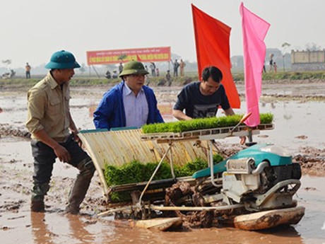 Tân Bí thư Hà Nội Hoàng Trung Hải (giữa) xuống ruộng cấy lúa cùng nông dân.
