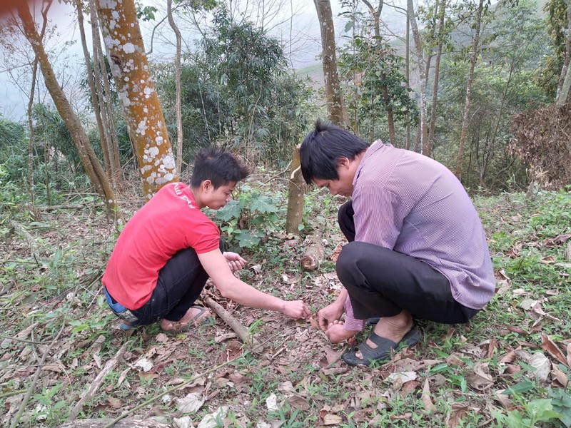 Người dân thu nhặt hạt bồ đề rụng dưới gốc.