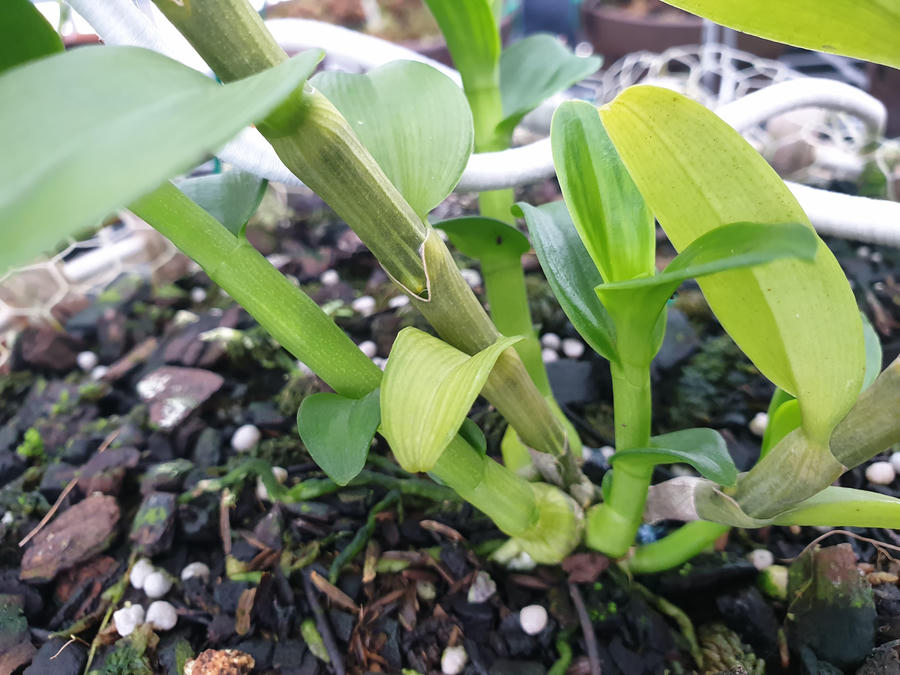 C&aacute;c giao dịch mua b&aacute;n