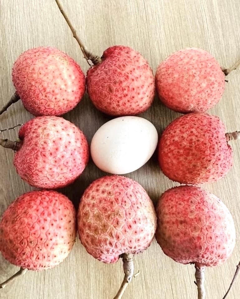 Lúc bóc vải trứng, nước vải không ra tay. Màu quả đỏ đầm đậm, rất đẹp. Anh Cường (chủ vườn vải trứng tại thôn Trà Bồ, xã Phan Sào Nam) đã đem quả trứng gà ra so sánh với vải trứng, qua đó, quả vải trứng to hơn quả trứng gà