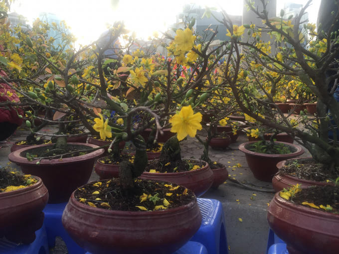 Những chậu hoa loại nhỏ có giá giao động từ 300 - 500 nghìn đồng