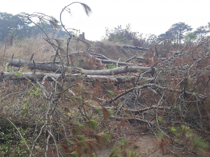 Thông bị triệt hạ, cành nhánh ngổn ngang tại hiện trường.