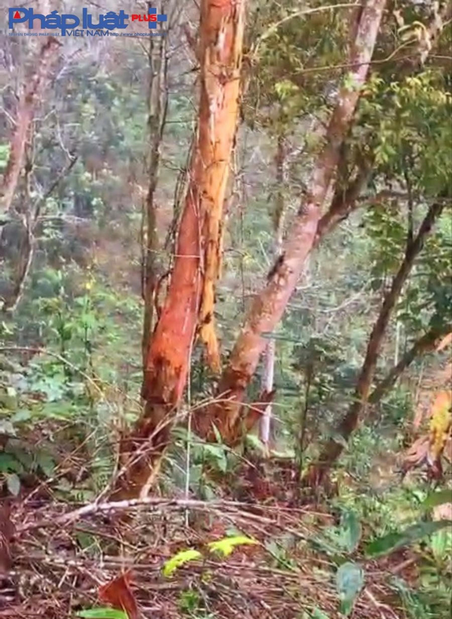 z3900310339336_547cc6afc2dfa47a40a9fbe53f29251c