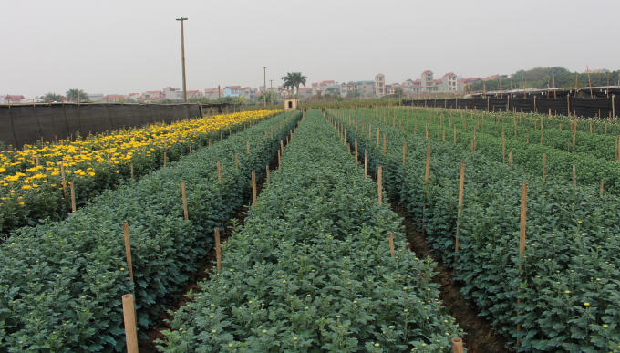 Làng hoa Tây Tựu thuộc Quận Bắc Từ Liêm, nằm cách trung tâm TP Hà Nội khoảng gần 20km.