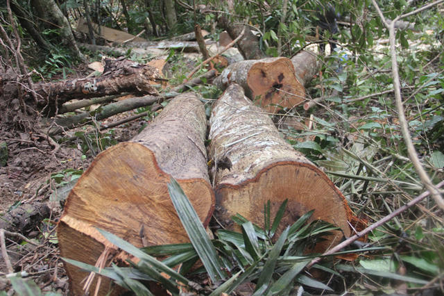 Hai thân gỗ mà "lâm tặc" chưa kịp chuyển đi.
