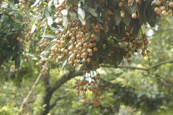 Hưng Yên: “Không có chuyện người dân dùng lưu huỳnh để xông làm vàng quả, sáng mã cho nhãn”