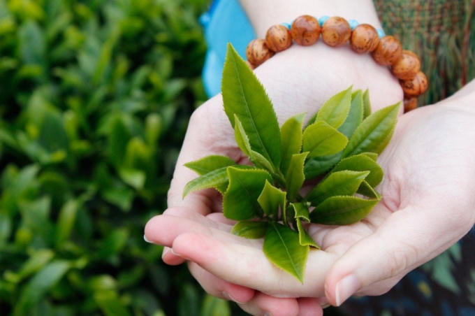 Trà xanh (Camellia Sinensis)