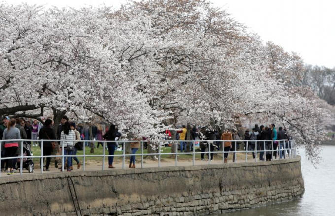 Khu vực hồ Tidal Basin ở Washington tràn ngập sắc hoa anh đào.