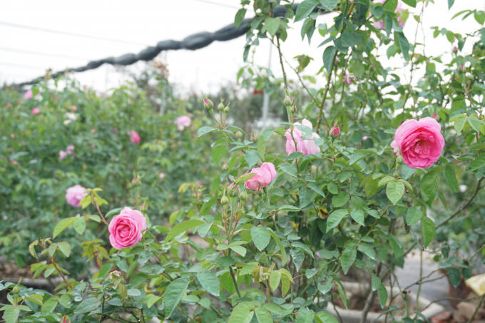 Những mẫu cây cảnh độc lạ phục vụ dịp Tết Kỷ Hợi 2019