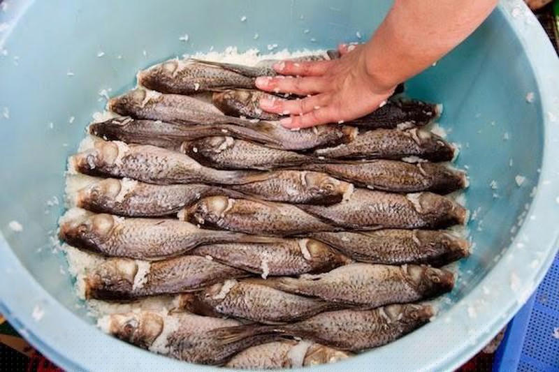 Cá chép (funa) được ủ muối để lên men.