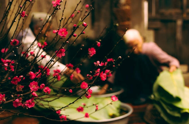 Hoa đào không thể thiếu trong văn hóa Tết của người miền Bắc, ảnh Nguyễn Đình Lâm.