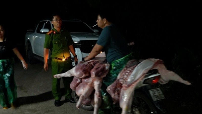 Lực lượng chức năng phát hiện hành vi vận chuyển lợn bệnh đã được giết mổ, mang ra chợ tiêu thụ. Ảnh Bảo vệ Công lý
