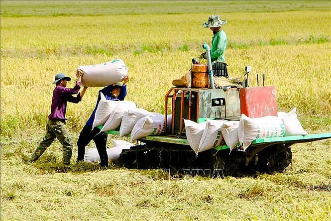 Giá gạo xuất khẩu Việt Nam đang ở mức thấp gây ảnh hưởng không nhỏ đến sản xuất lúa gạo