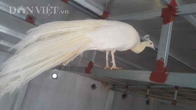 Chim công trắng hay còn gọi là công khổng tước, dù có giá khá cao nhưng vẫn được nhiều đại gia săn lùng về chơi Tết.