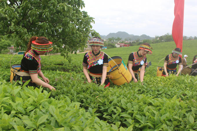 Mộc Ch&acirc;u: Ch&egrave; thanh sạch, sữa m&aacute;t l&agrave;nh