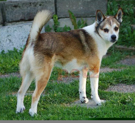 Chó sáu ngón chân Lundehund