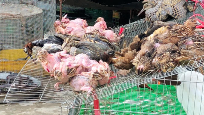 Các con chim bị vặt lông, nằm vật vờ chờ chết.