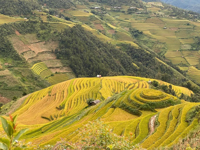 Ruộng bậc thang Mù Cang Chải cách Hà Nội khoảng 280km. Ảnh: Tâm Xinh