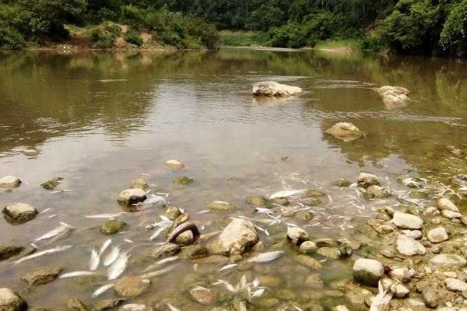 Khoảng 3 đến 4 tạ cá tự nhiên bị chết trên sông Âm bởi nguồn nước bị ô nhiễm. (Ảnh: A.Thắng).