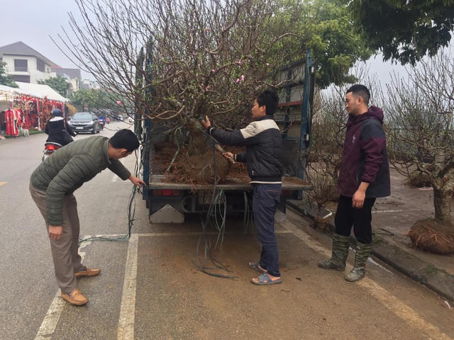 Vựa đào cảnh Sa Pa và các huyện trong tỉnh Lào Cai tết này cung cấp ra thị trường hàng ngàn chậu đào, cành đào với giá bán rẻ hơn năm trước từ 30 -50%
