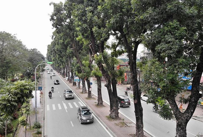 Hàng cây xà cừ được giữ nguyên không thuộc phần mở rộng đường Láng. ảnh: Mạnh Thắng
