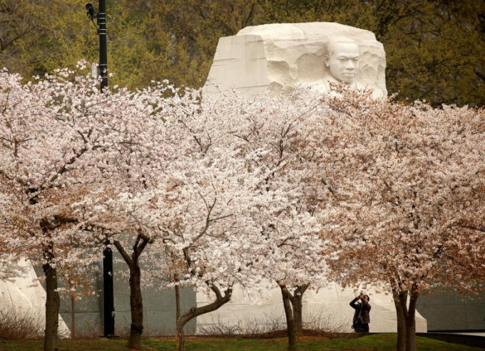 Hoa anh đào nở rộ ở khu vực tưởng niệm Martin Luther King Jr.