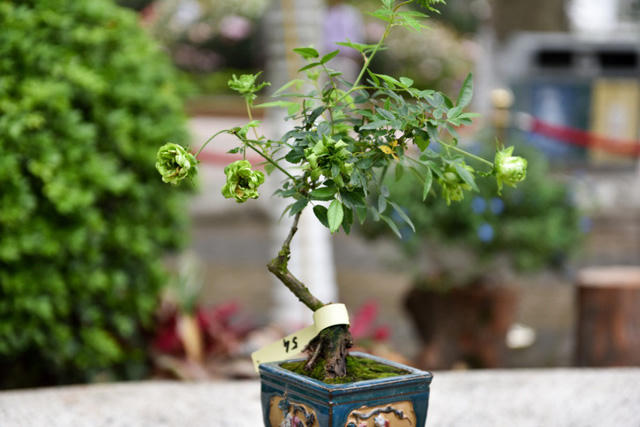 Góp mặt trong lễ hội lần này có nhiều cây hoa hồng dáng bonsai độc đáo.